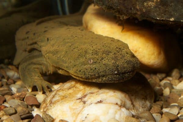 Hellbender at the substrate 