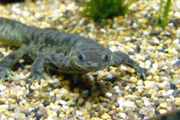 iberian ribbed newt on pebbles