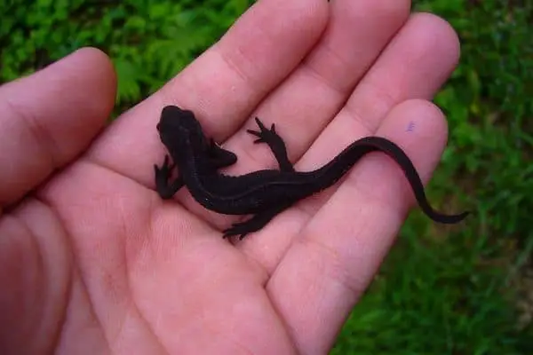 Japanese fire belly newt on hand