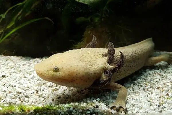 Lake Pátzcuaro Salamander underwater