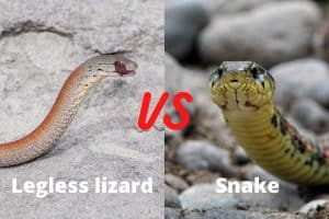 Legless Lizard vs Snake (10 Differences)