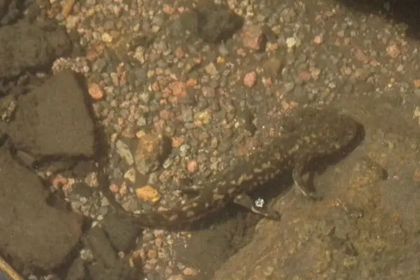 Leora's stream salamander underwater