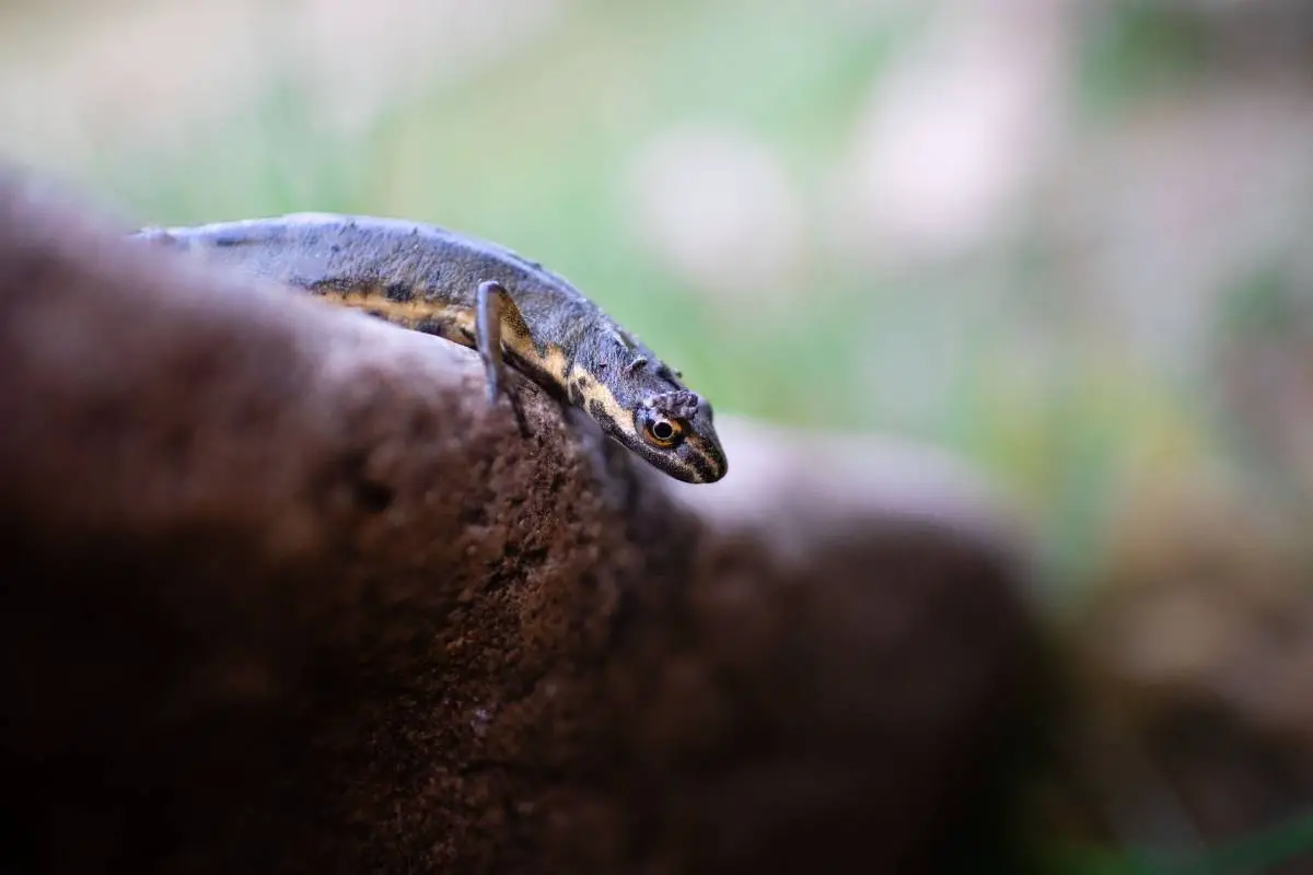 macro shot of newts