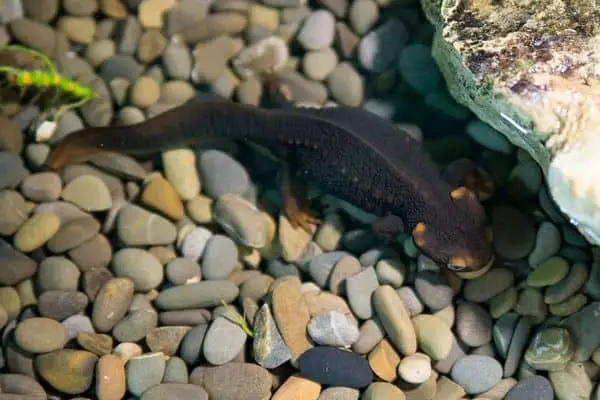 Mandarin salamander on pebbles