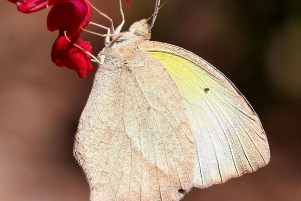 Mexican Yellow Butterfly in vertical position
