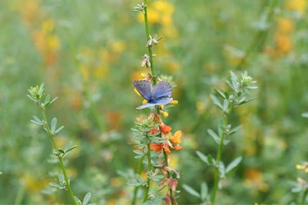 Palos Verdes blue butterfly on flower