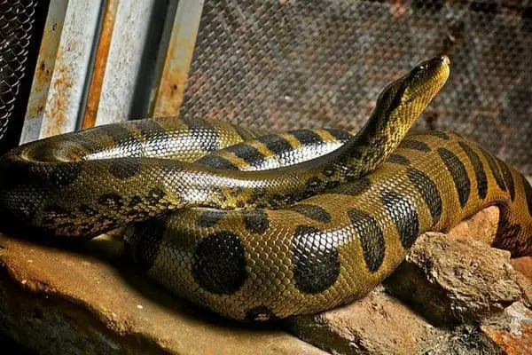 python on a rocky surface