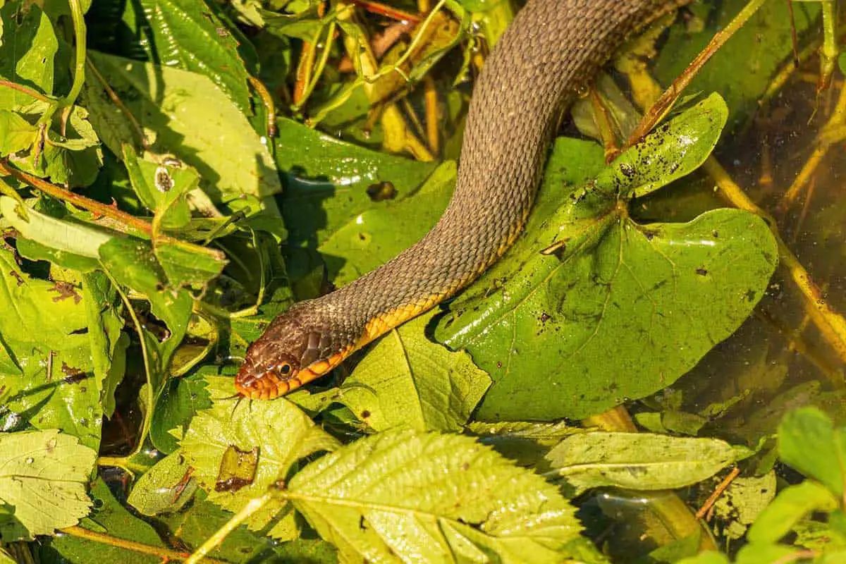 red bellied water snake
