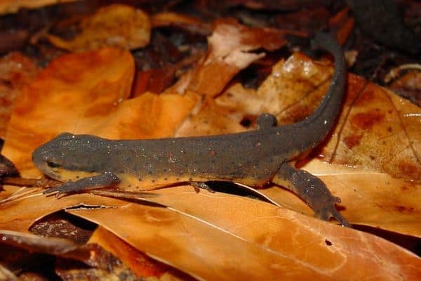 red spotted newt