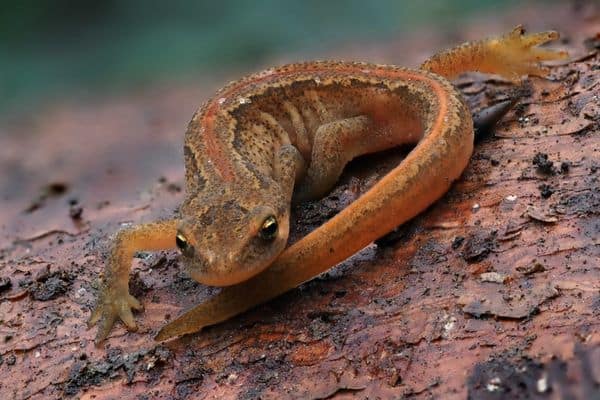 resting palmate newt