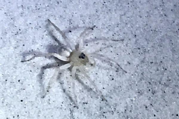 Santa Rosa Wolf Spider on the wall