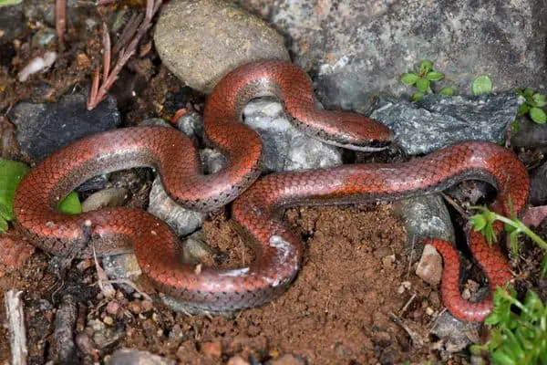Sharp-Tailed Snake on moist soil
