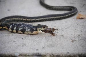 7 Snakes That Eat Frogs (With Pictures)
