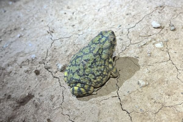 Sonoran Green Toad on the ground
