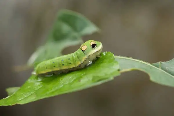 Spicebush swallowtail caterpillar on green leaf