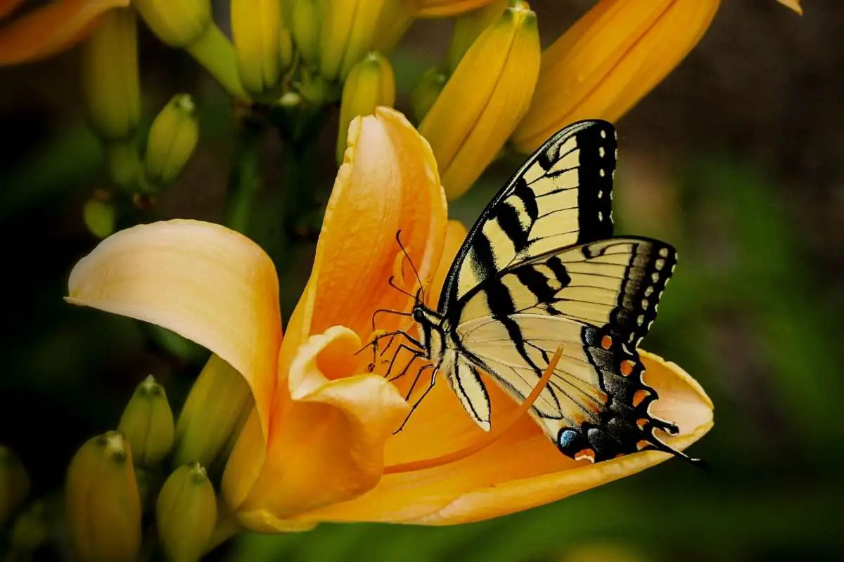 Swallowtail butterfly on yellow flower
