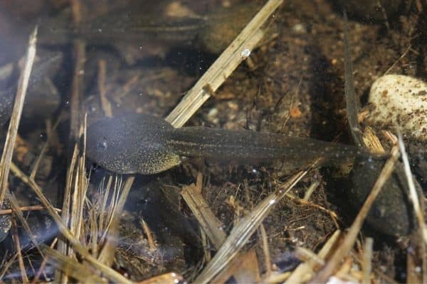 tadpoles underwater