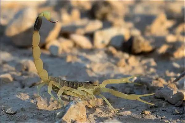 Terrifying deathstalker scorpion with its tail pointing up