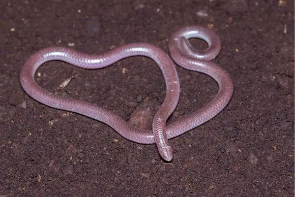 Texas Blind Snake on porous soil