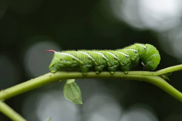 tobacco caterpillar on a green stem