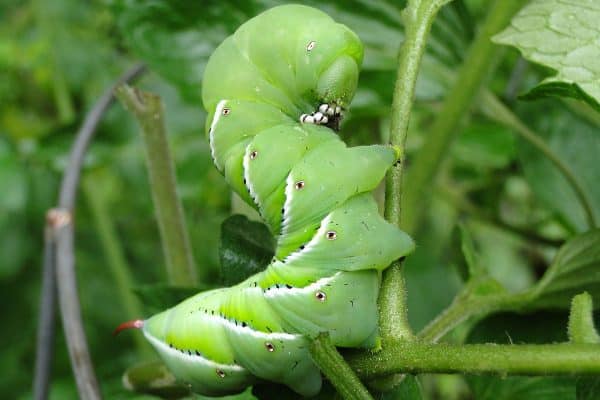 Tobacco hornworm on a plant stalk