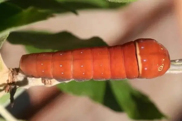 top view of two tailed swallowtail caterpillar