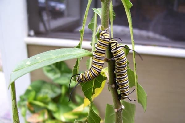 Two monarch caterpillar eating leaves