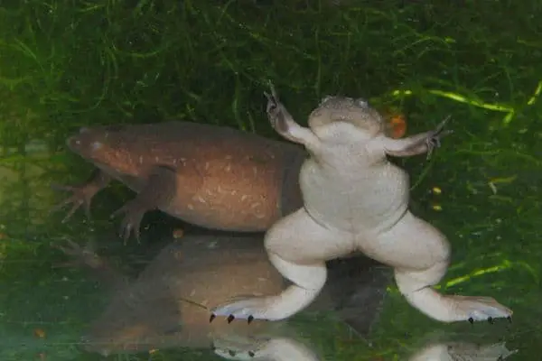 Western Clawed Frogs in aquarium