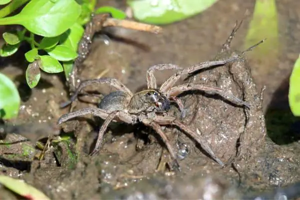 Wetland Giant Wolf Spider