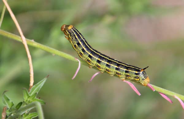 white lined sphinx moth caterpillar on a plant stalk
