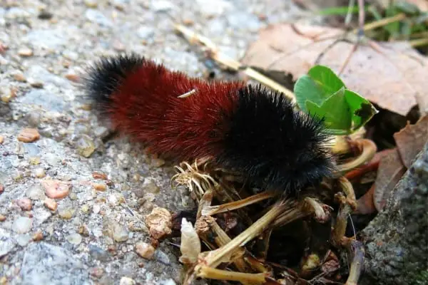 woolly bear caterpillar crawling on a leaf litter