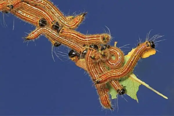 Group of yellow-necked caterpillar