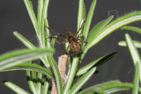 American house spider in plants