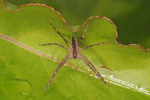 American nursery web spider on a leaf