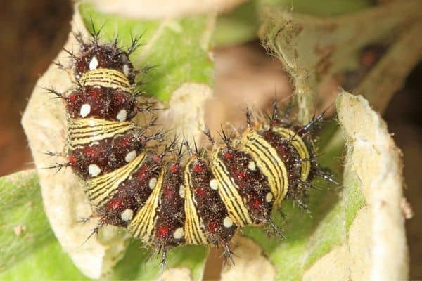 American painted lady caterpillar