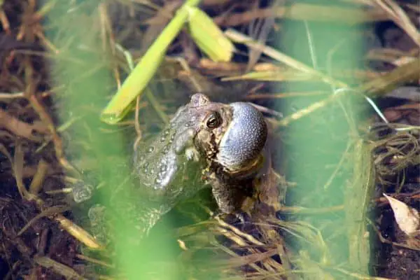 American toad calling