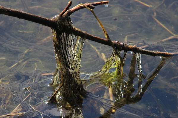 American toad eggs