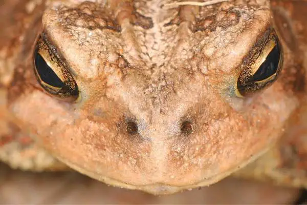 American toad in front of camera