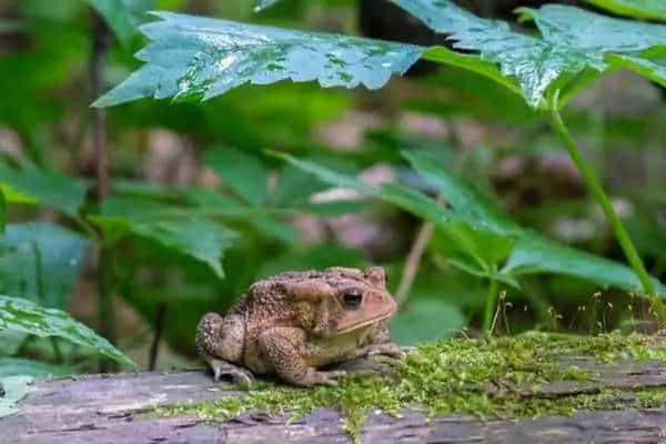 American toad on a log