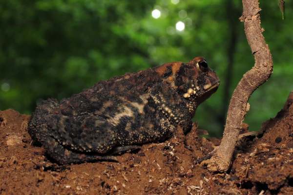 American toad on brown soil