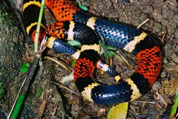 Aquatic coral snake in moist land