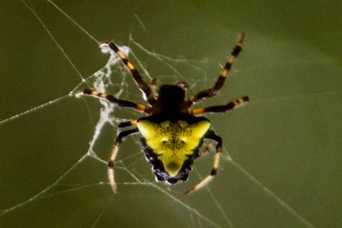 Arrowhead spider on its web