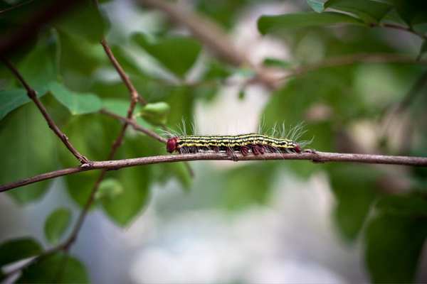 Azalea caterpillar on stem