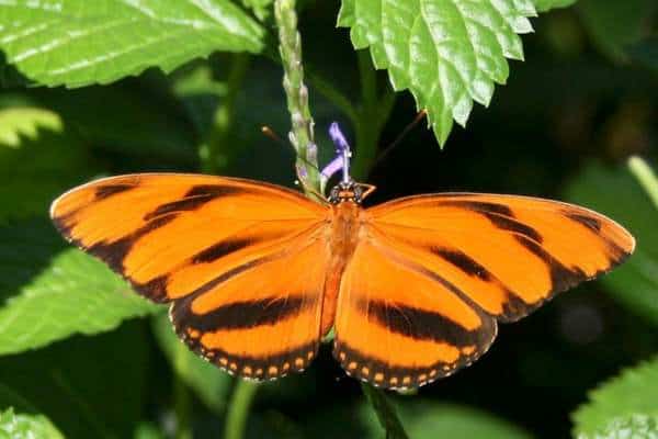 Banded orange on flower