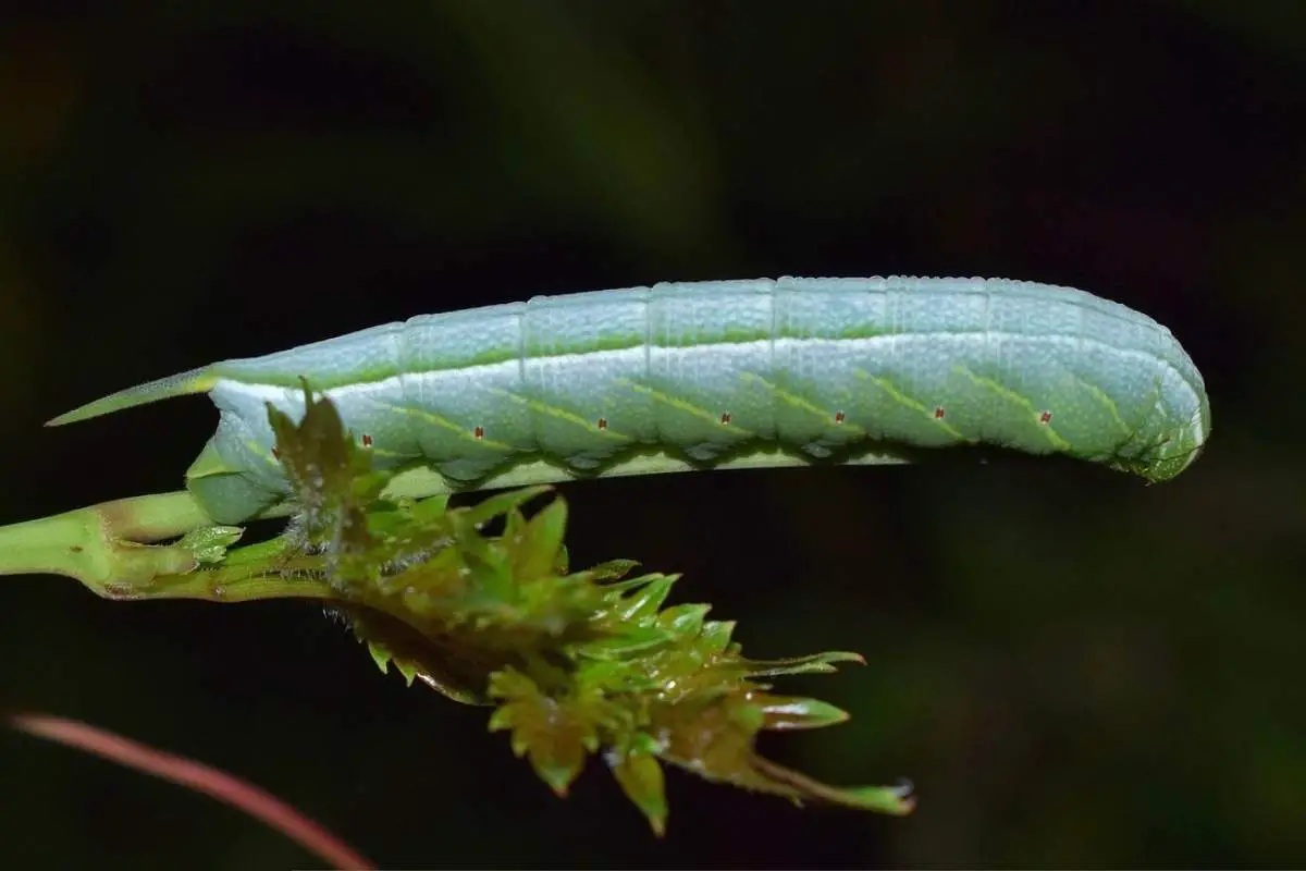 Banded sphinx caterpillar on stem bud