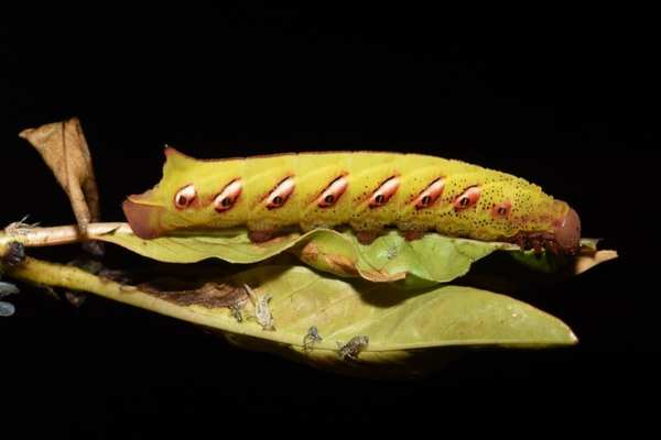 Banded sphinx on green leaf