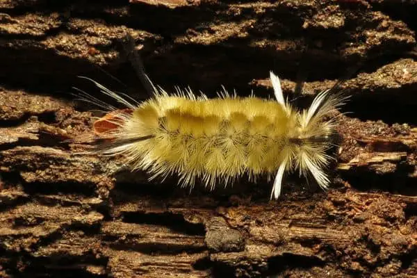 Banded tussock moth caterpillar on log