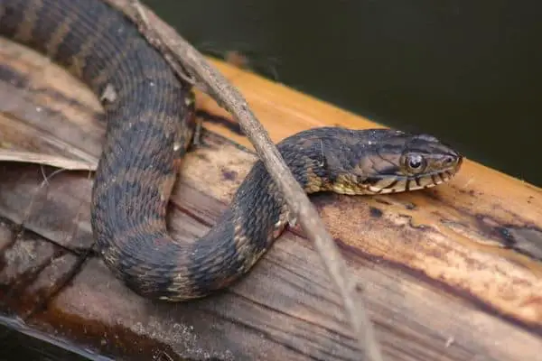 Banded Watersnake in defense position