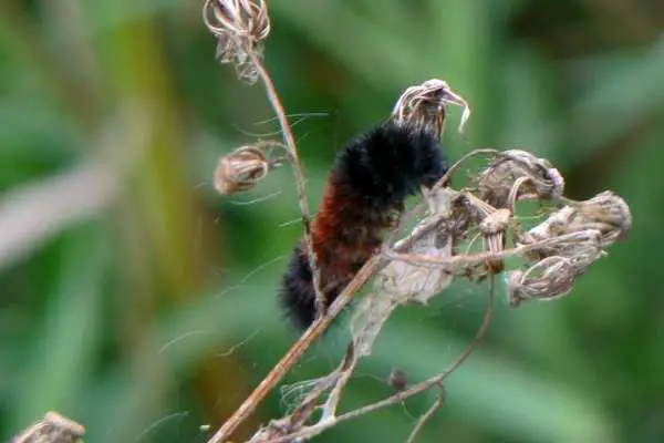 Banded woollybear caterpillar on dried flower