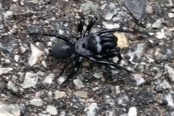 Black purseweb spiders on the rock